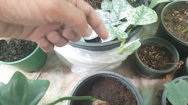 Growing Scindapsus Silver Lady Update #gardening #indoorplants #beauty