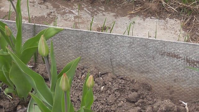 Черемуха цветет/ Стало холодно/ Садовые делишки смотреть онлайн