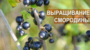 Смородина. Промышленное выращивание. ООО "Озерный край"