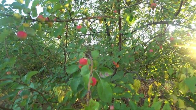 Яблоки дичка выглядят красиво и аппетитно, а сверху кричит малиновка летом 2021 года смотреть онлайн