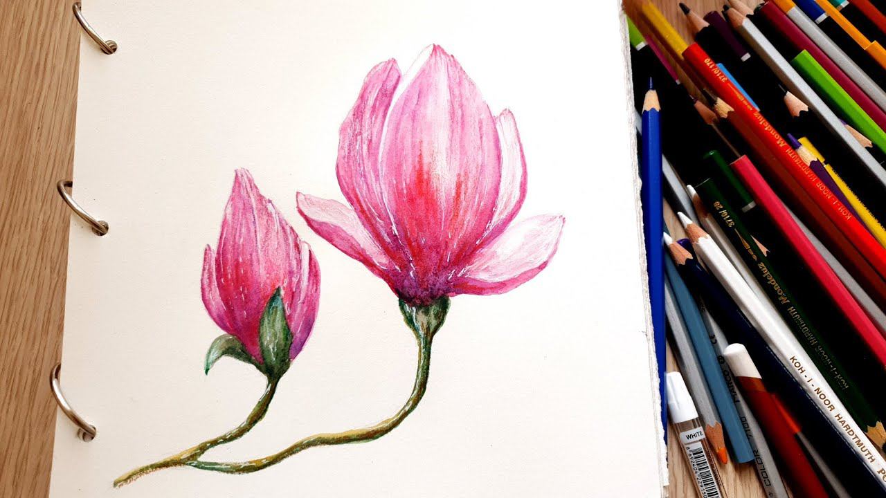 Рисуем Магнолию акварелью смотреть онлайн