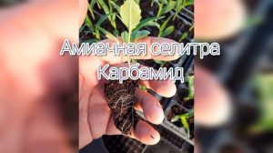 Нехватка елементов питания капусты. желтеют листья, вянет, пропадает. Cabbage,Agriculture.