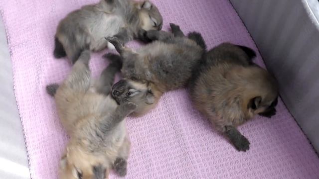 Щенкам шпица 20 дней. Шпиц Бэлла бросила своих щенков