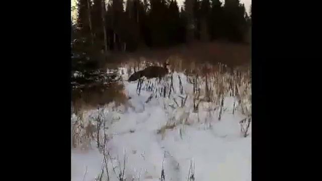 Охота на лося с подхода охотхозяйство "Сосновый бор" смотреть онлайн