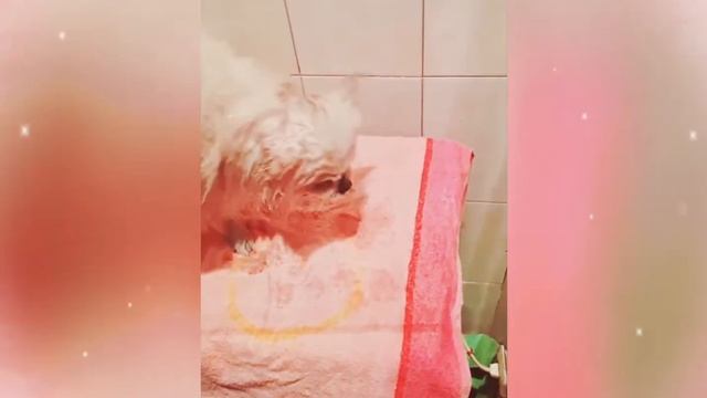 ♥Моем Померанского шпица♥ смотреть онлайн