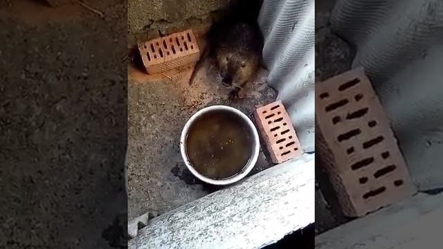 Нутрия по имени Степан Степаныч смотреть онлайн