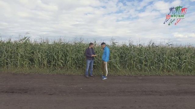 Лучшая кукуруза на силос. Французский гибрид против Краснодарского сорта, хозяйство Логовское, Алта смотреть онлайн