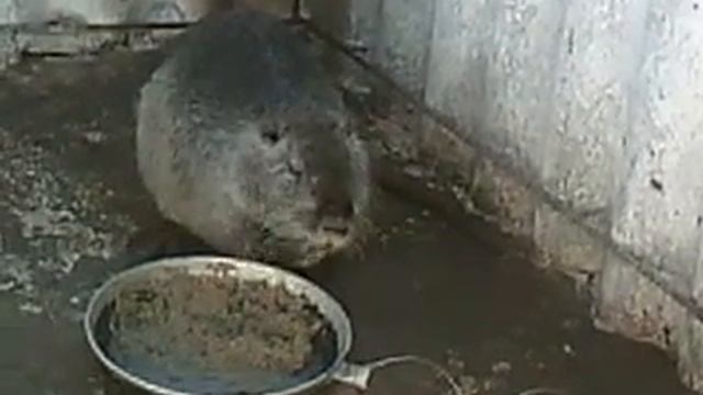 инстинктивное поведение нутрии,тянуть, всё в домик и запасаться. смотреть онлайн