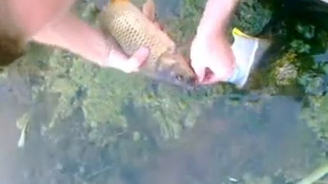 Карпфишинг на пахаре, Михайловск))) смотреть онлайн