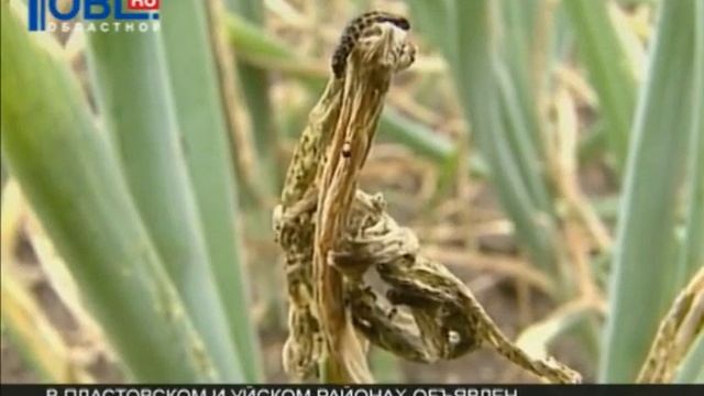 30.07.2012 В Пластновском и Уйском районе - сибирский шелкопряд смотреть онлайн
