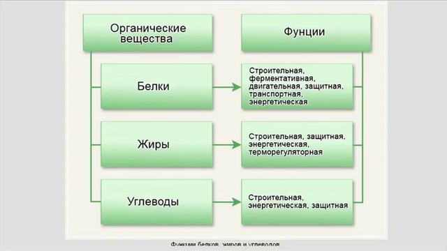 Пищеварение. Пищевые продукты и питательные вещества смотреть онлайн