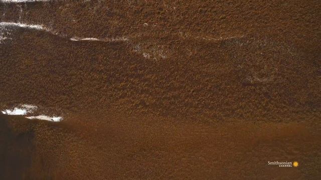 The Astounding Length of Seaweed in the Sargasso Sea (4K) смотреть онлайн