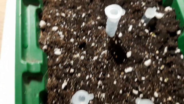 ПОСЕВЫ ПЕТУНИИ ЧЕРЕЗ 4 ДНЯ. ПРИЩИПЫВАТЬ ИЛИ НЕТ ЧЕРЕНКИ ПЕТУНИИ. смотреть онлайн