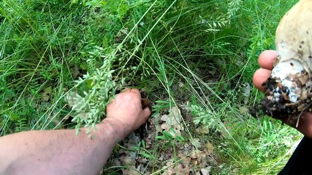 Белые Грибы Какие же вы Большие смотреть онлайн