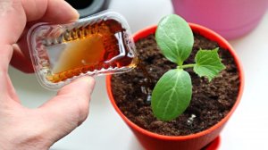 Будете собирать огурцы ведрами раньше срока! Подкормите огуречную рассаду этим в апреле мае.