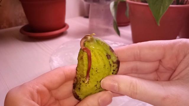 Прорастить манго ?Это просто. Посадка в грунт. смотреть онлайн