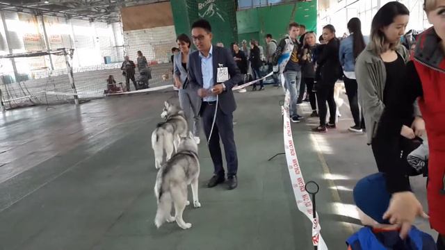 Бишкек 2019 хаски смотреть онлайн