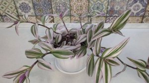 Традесканция Нанук. И все таки она изменилась))) Из компактного кустика в длинноногую лошадку!