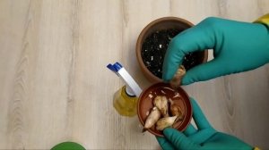 подготовка и посадка луковиц фрезии