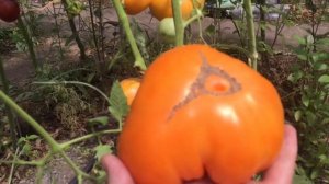 Томаты «Гавайский ананас» и «Тайваньский ананас» - мои любимые томаты.