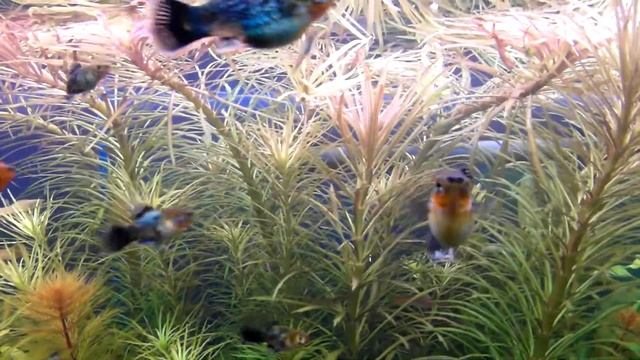 Неоновые пецилии смотреть онлайн