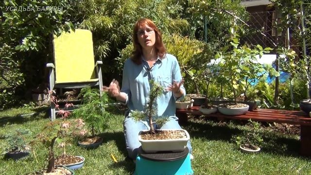 Выбор растений для бонсай (ч.1). смотреть онлайн
