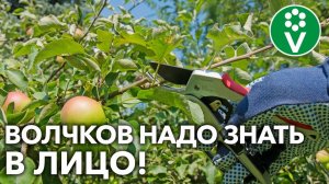 ВСЁ О ЛЕТНЕЙ ОБРЕЗКЕ И ПРИЩИПКЕ ПЛОДОВЫХ ДЕРЕВЬЕВ! Как узнавать волчков в лицо и другие секреты!