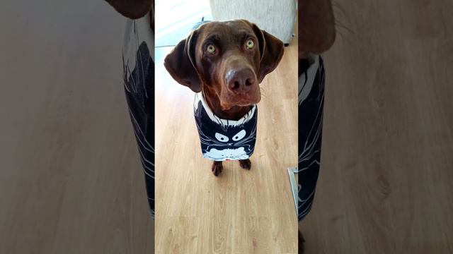 El perrito INTELIGENTE!!!🤣 #perros #larin #ternura смотреть онлайн