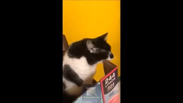 Два черныша, котики смотреть онлайн