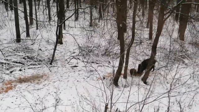 Кабаны оборзели смотреть онлайн