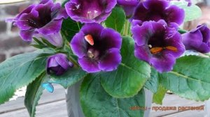 Глоксиния обыкновенная Виолацея (gloxinia violacea) ? обзор: как сажать, луковицы глоксинии Виолаце