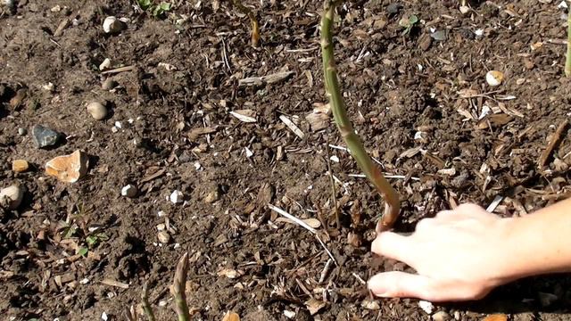 Harvesting Asparagus - Claire's Allotment - Part 320
