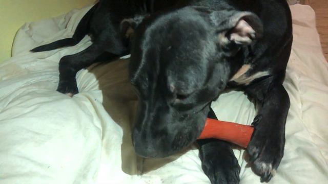 Косточки грызть это мы умеем 😂#pitbullpuppy#pitbull#pitbull-pit bull смотреть онлайн