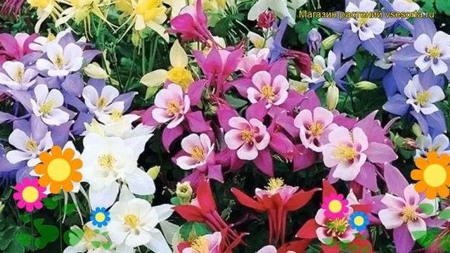 Аквилегия гибридная. Краткий обзор, описание характеристик, где купить саженцы aquilegia hybrida смотреть онлайн