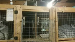 ?Почему при садках иногда самки визжат диким голосом Почему крольчихи не рожают #Макляк #Макрол