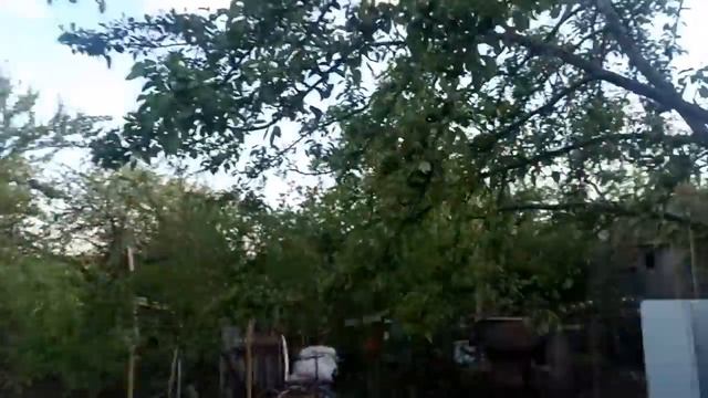 Груша родила! смотреть онлайн