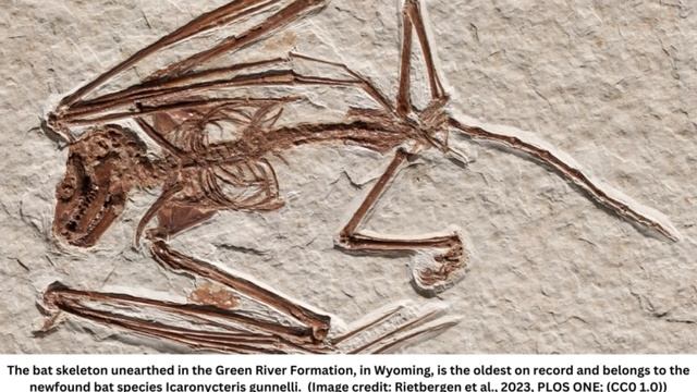 52 million-year-old bat skeleton is the oldest ever found and belongs to a never-before-seen specie смотреть онлайн