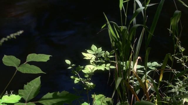 Завешаны вуалью зеркала... вок.муз - И.Гущина стихи А. Холодной смотреть онлайн