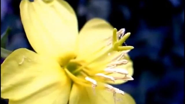 МЕДИТАЦИЯ. ЦВЕТОК. МАНИПУРА ЖИЗНИ смотреть онлайн