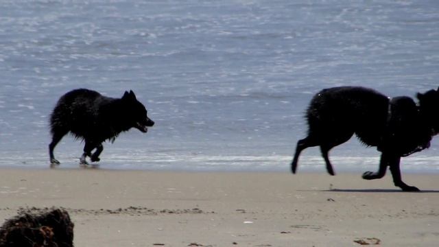ATF's Vacation (Coronado Island) смотреть онлайн