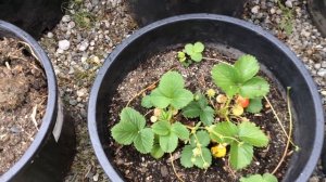 Выращиваем клубнику в ведрах