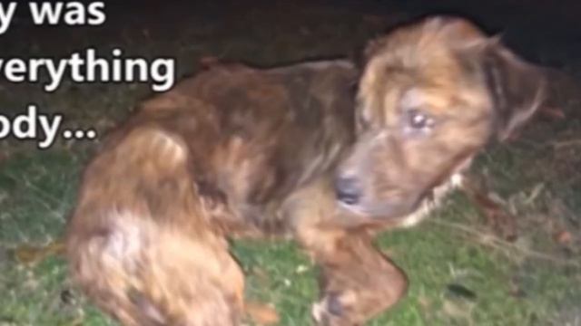 Больного щенка спасли от усыпления в последнюю минуту потому, что он еще верил людей… смотреть онлайн