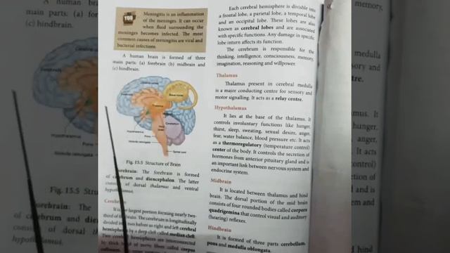 10th Zoology Unit 15 Nervous System ~Contd... смотреть онлайн