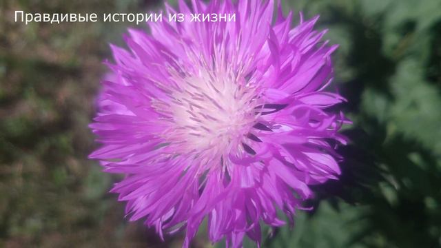 📕 Одиночество сблизило их ... История из жизни, когда третий не лишний ... смотреть онлайн