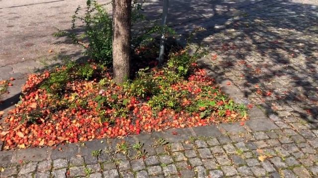ГЕРМАНИЯ. Поездка на день рождения / Местный пломбир / Новая сумка / Уход за домом