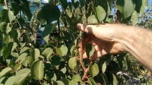 Абрикос на севере.  Сорт черный принц