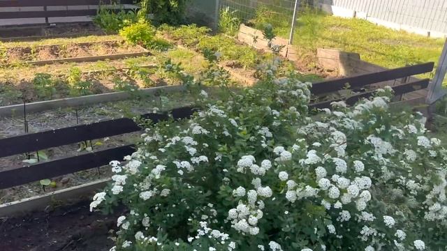 что в ОГОРОДЕ сажаю НЕ САМ // опыляюсь ЭЛЕКТРИЧЕСКИМИ знаниями для дома на Юге