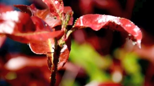 NIKON D90 HD video test смотреть онлайн