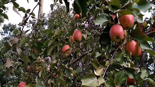 Сорт яблони Жигулевское смотреть онлайн