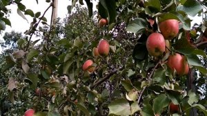 Сорт яблони Жигулевское